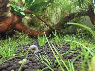Ramshorn Snail Aquarium decor 10pack