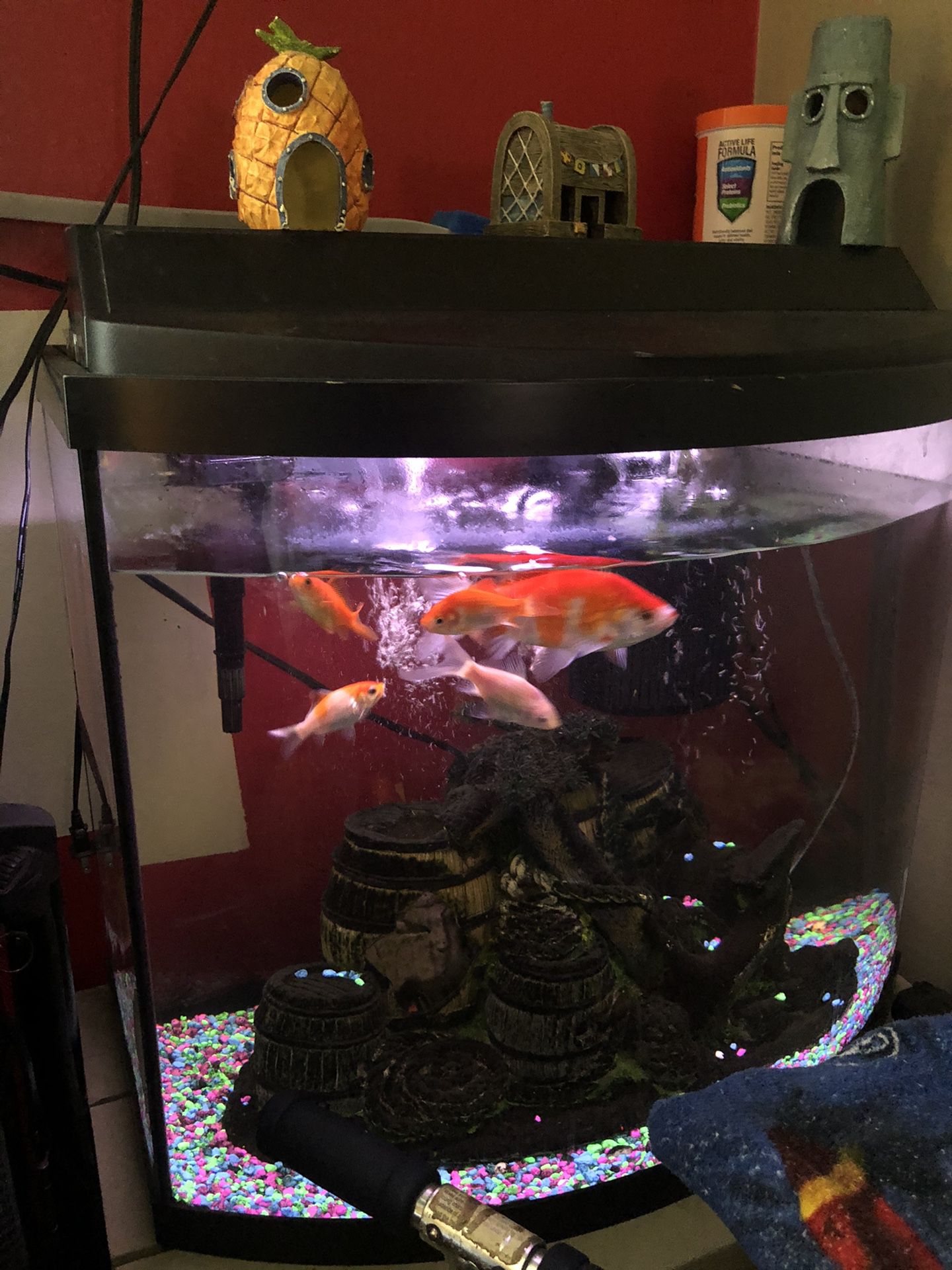 fish tank with 7 fish and all accessories included
