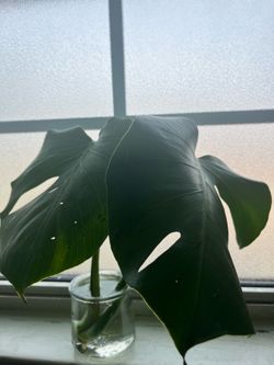 Monstera deliciosa cutting