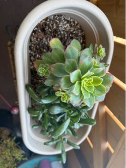 Shrek Ear and aeonium kiwi plant