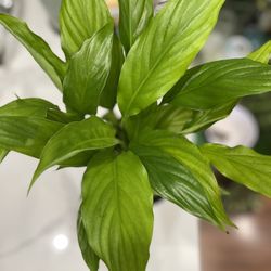 Peace Lilies In 6 Inches Pot