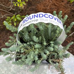 Groundcover - Stonecrop “Blue Spruce”