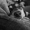 Duke