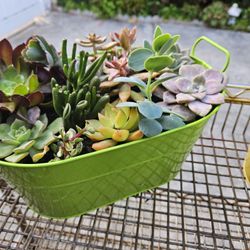 Beautiful 10 Inch Planter Packed With Colorful Succulents 