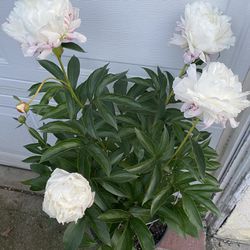 Paeonia Blooming Big Flowers Plant, In 7 Gallons Pot Pick Up Only
