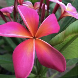 Plumeria Cutting kaneohe Sunburst