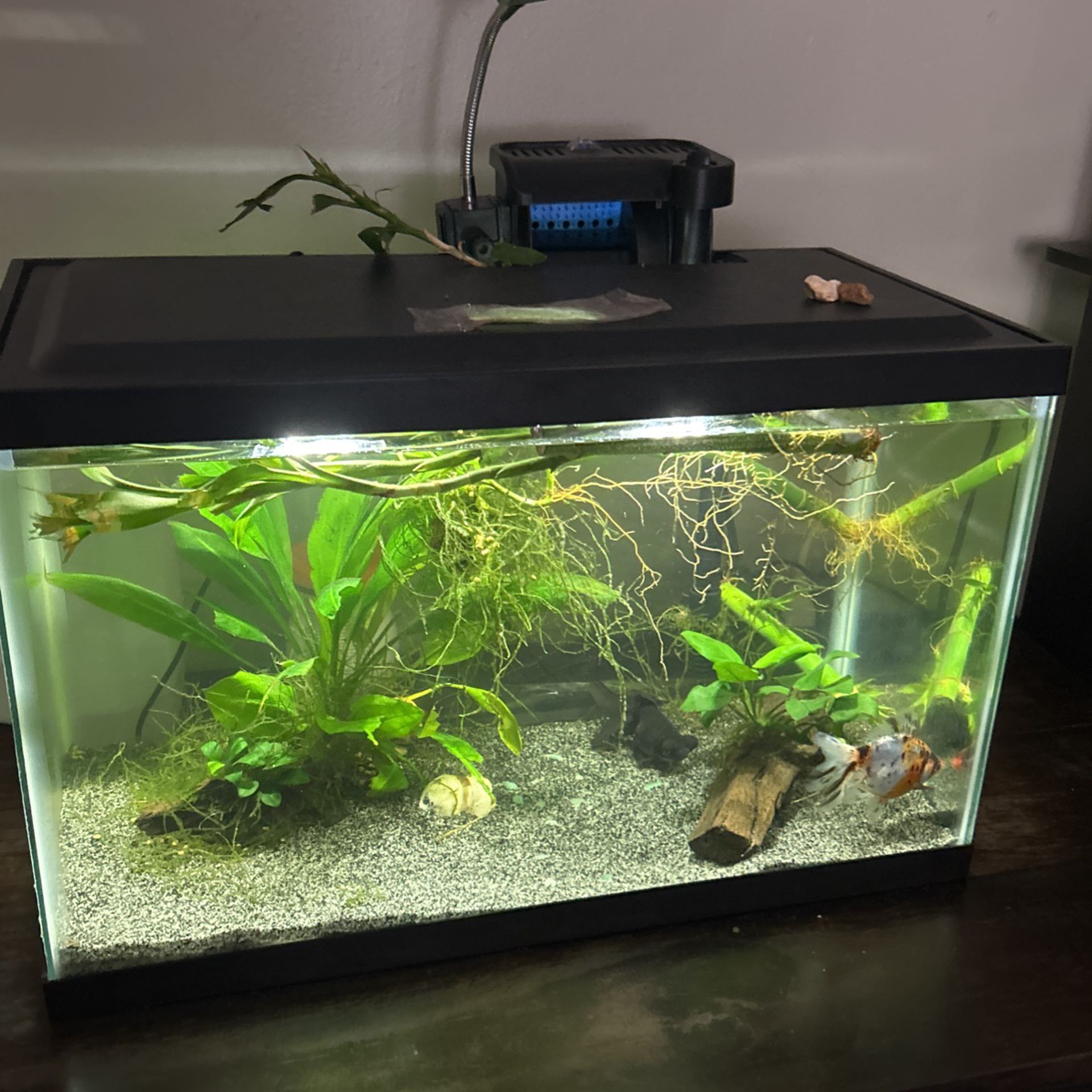 Fish Tank 10gallons