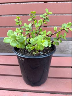 Succulent