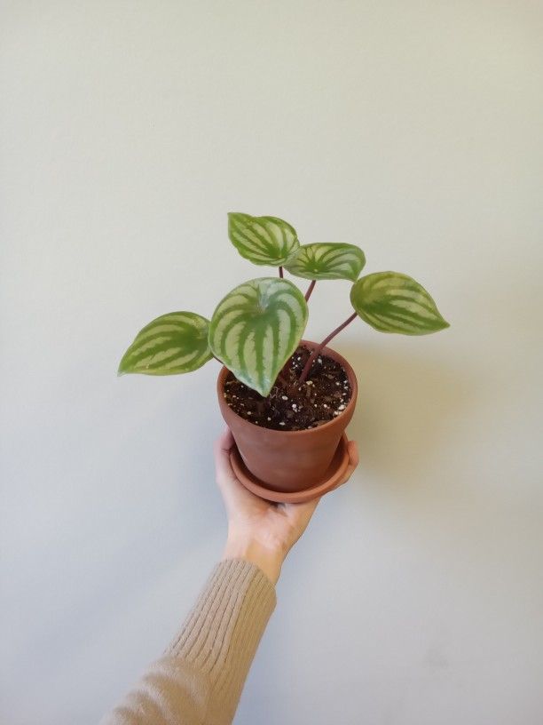 Watermelon Peperomia In Terracotta Pot - House Plant