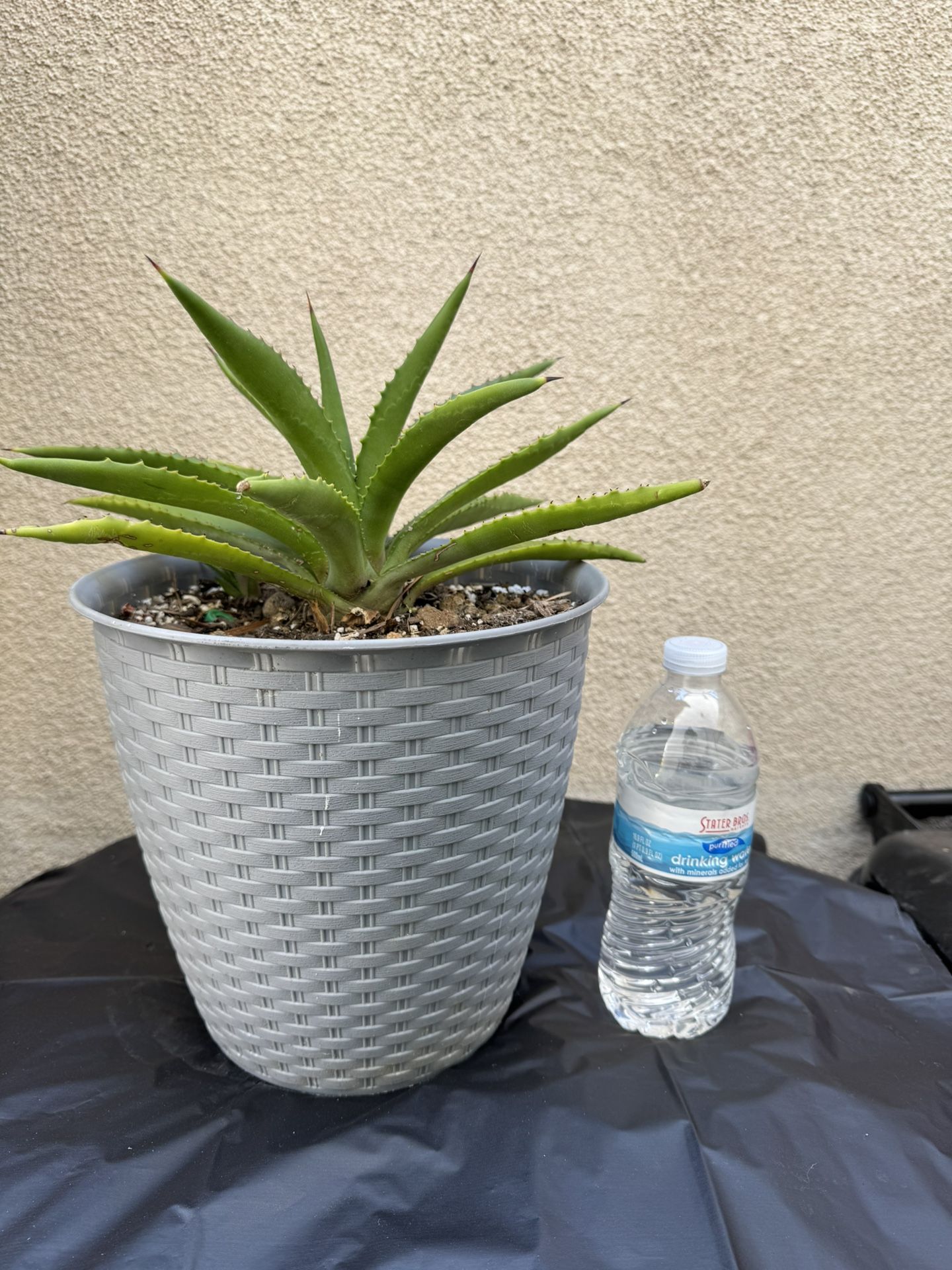 Agave Plant/Maguey
