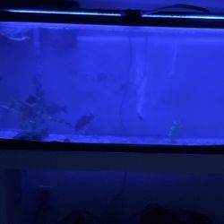 Aquarium Parts( No Fish No Fish tank)