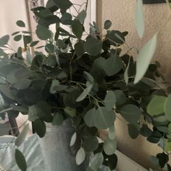 Fresh Eucalyptus For Wedding Or Party