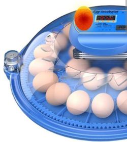 Egg Incubator
