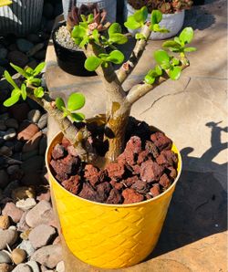 Crassula Ovata Jade Plant