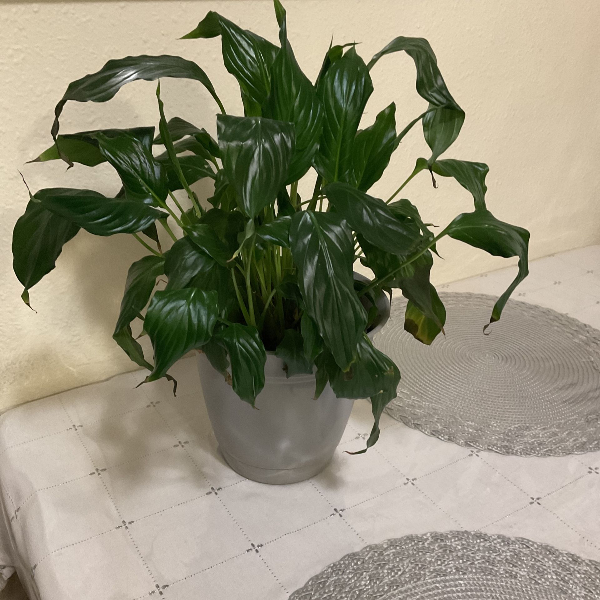 Beautiful Plant