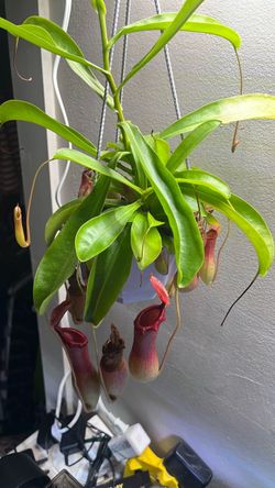 Nepenthes Tropical Pitcher