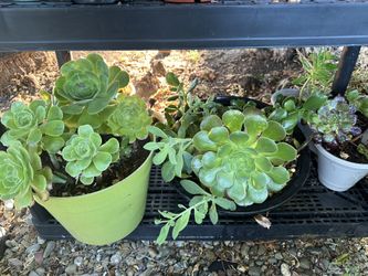 Beautiful Succulents
