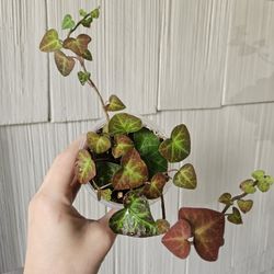 Sweetheart Ivy Plants (3 Available)