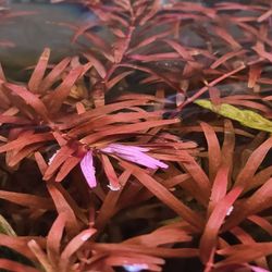 Rotala Rotundifolia Red Live Aquatic Plant