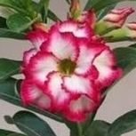 6” desert rose