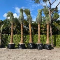 silvester  Palms over 8 and up Instant decoration 