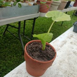 Small Elephant Ear