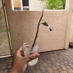 Rubber  plant starting its roots