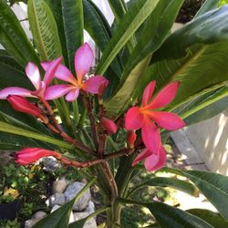 Plumeria 