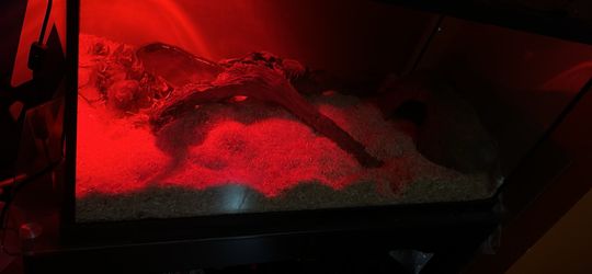 Ball Python And Snake Tank Everything Included