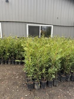 3’-4’ Green Giant Trees Great For Privacy Hedge