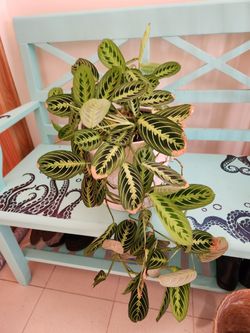 Prayer Plant
