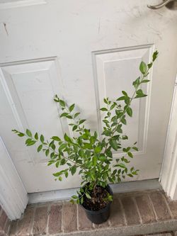 Henna plant