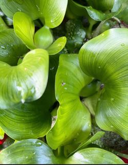 Water Hyacinth, Aquarium & Pond Plants