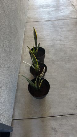Snake plants