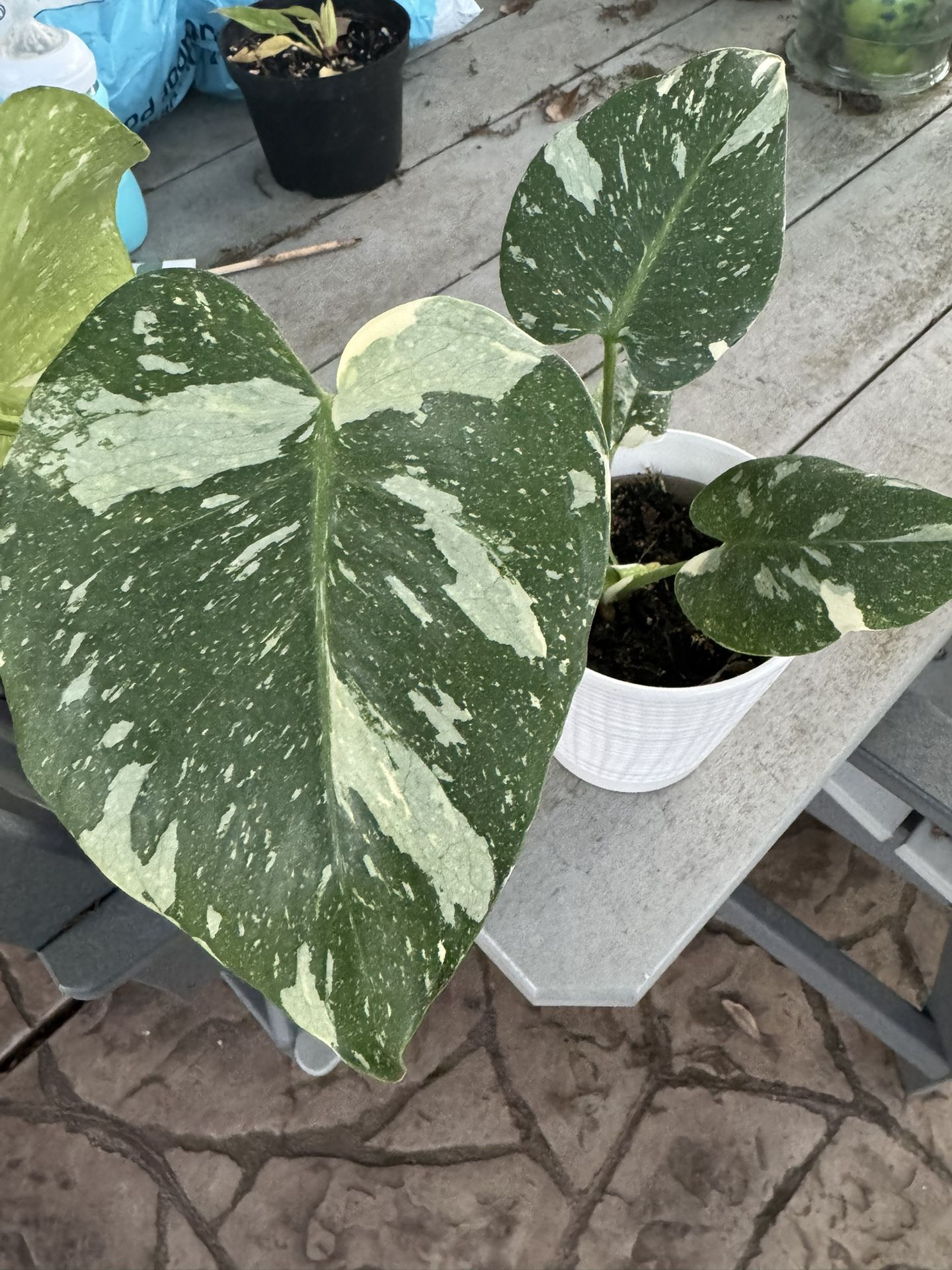 Thai Constellation Monsteras