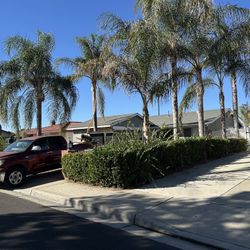 Palm Tree