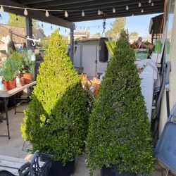 Spiral Italian Pine Tree, Pyramid Boxwood Shrub Bushes