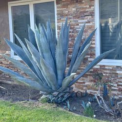 Free Cactus Plants In Newbury park
