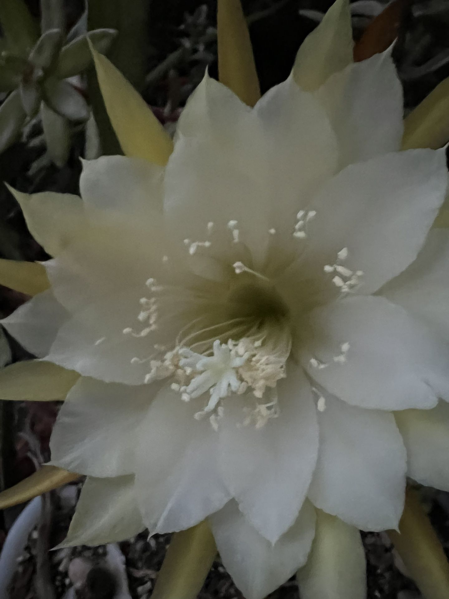 Blooming White Midnight Cacti/ Epiphyllum