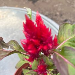 Red flower plant