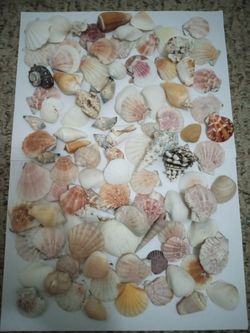 Seashells Collection