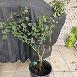 Joseph's Coat Climbing Rose, 5 Gallon Pot