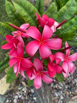 Red Plumeria Cuttings