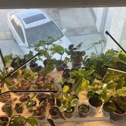 House Plants For Sale 