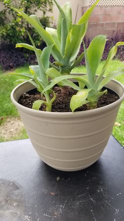 Exotic Fox Tail Agave in a newly repainted Poly Pot