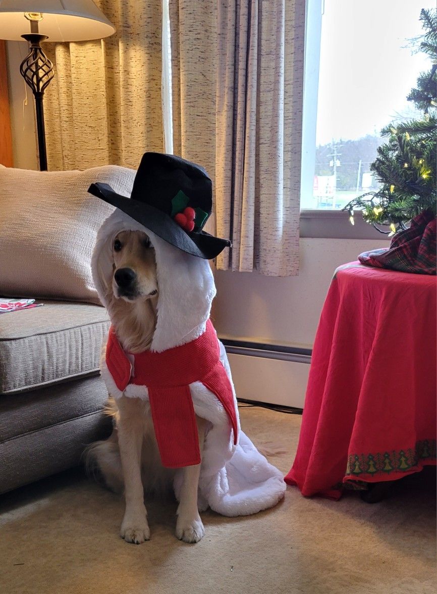 Top Paw Snowman Costume For Dogs NEW