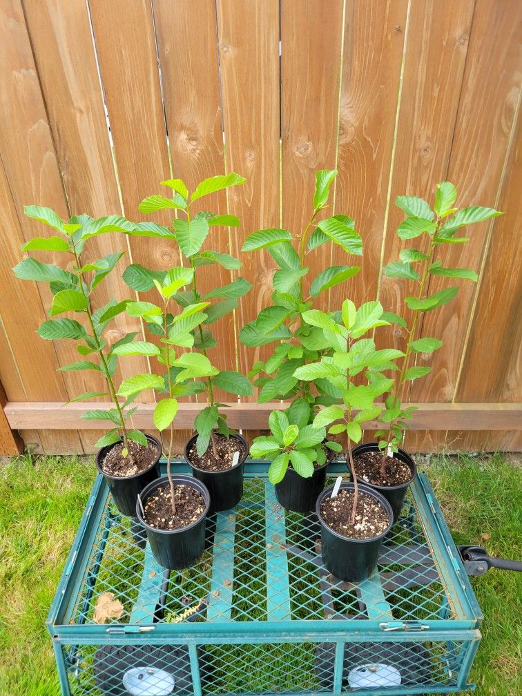 Washington State Native Cascara Trees