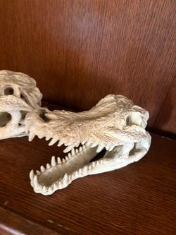 Alligator or Crocodile Skull