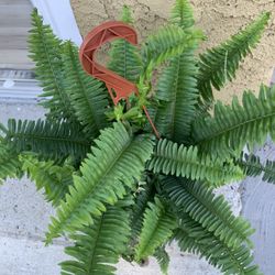 Fern.  Juster.  Indoor Plants 