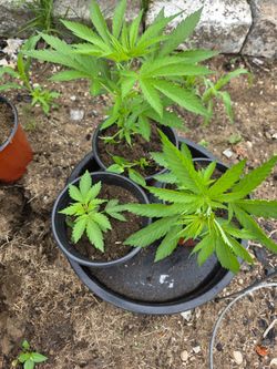 Wee d Plant